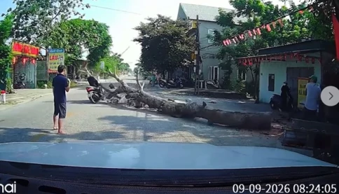 Clip cưa cây đổ đè trúng xe máy khiến người điều khiển ngã ra đường bất tỉnh