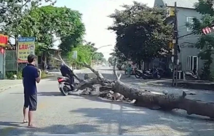Cưa cây có người cảnh giới vẫn đổ trúng xe máy: Ai chịu trách nhiệm khi nạn nhân cũng chạy quá nhanh?
