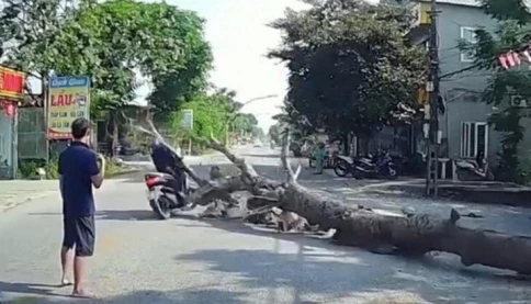 Cưa cây có người cảnh giới vẫn đổ trúng xe máy: Ai chịu trách nhiệm khi nạn nhân cũng chạy quá nhanh?