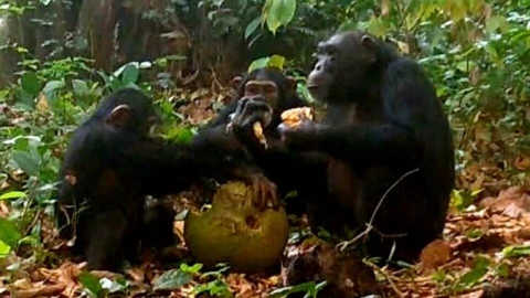 Thiên nhiên kỳ thú: tinh tinh hoang dã cũng biết "nhậu" và chia sẻ đồ uống có cồn như con người