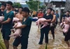 Cảnh giải cứu nghẹn ngào tại Nghệ An: Đội cứu hộ ôm từng con lợn chạy trốn lũ dữ