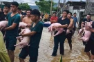 Cảnh giải cứu nghẹn ngào tại Nghệ An: Đội cứu hộ ôm từng con lợn chạy trốn lũ dữ