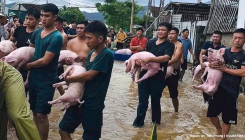 Cảnh giải cứu nghẹn ngào tại Nghệ An: Đội cứu hộ ôm từng con lợn chạy trốn lũ dữ
