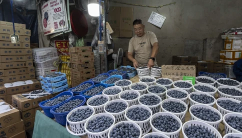 Hãng trái cây Mỹ nếm trái đắng khi đem việt quất đến Trung Quốc
