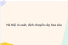 Hà Nội xôn xao với hoa sữa :LOL: