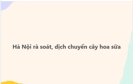 Hà Nội xôn xao với hoa sữa :LOL: