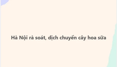 Hà Nội xôn xao với hoa sữa :LOL:
