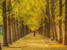 Hoa sữa còn dễ chịu chán! Loài cây mùa thu đẹp như cổ tích này còn... thối ******* mèo