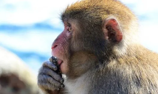thumbnail - Bộ Y tế khuyến cáo 6 biện pháp phòng chống bệnh đậu mùa khỉ