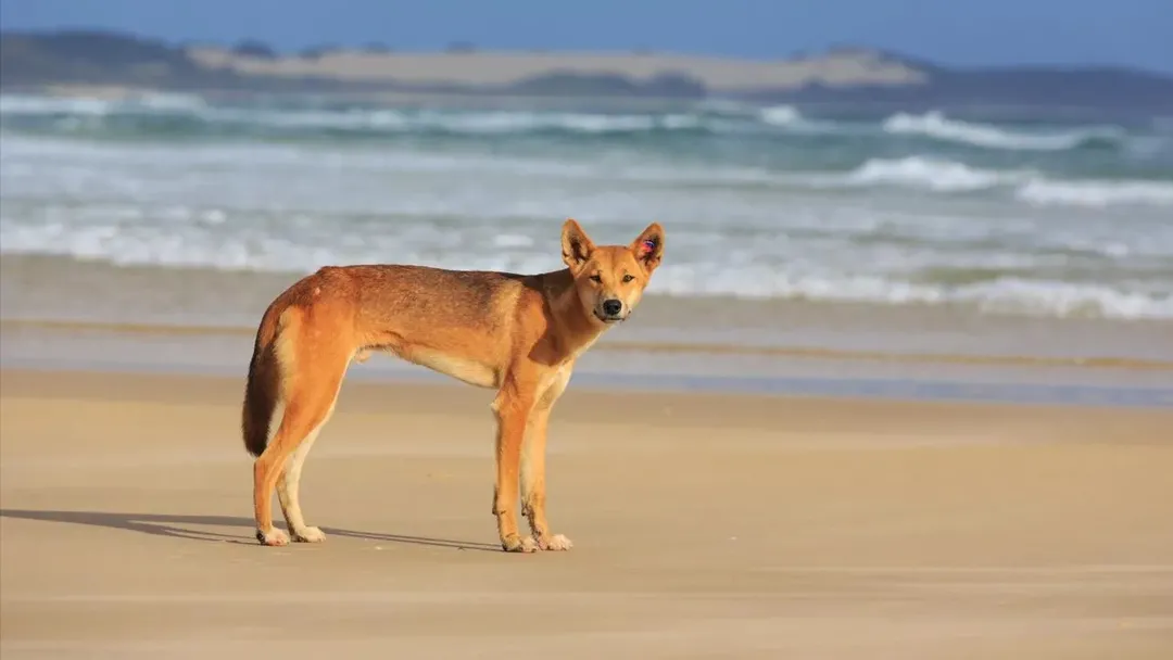 thumbnail - Úc: Một người bị phạt gần 35 triệu đồng vì... cho chó hoang ăn