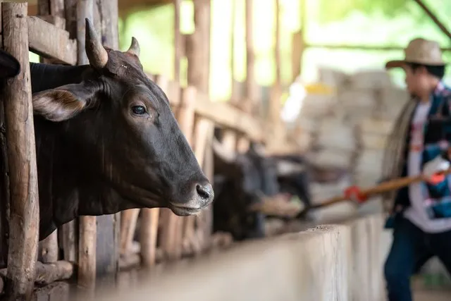 Người dân chê không ăn, Nhật Bản tìm cách tăng xuất khẩu siêu thịt bò vào Đông Nam Á