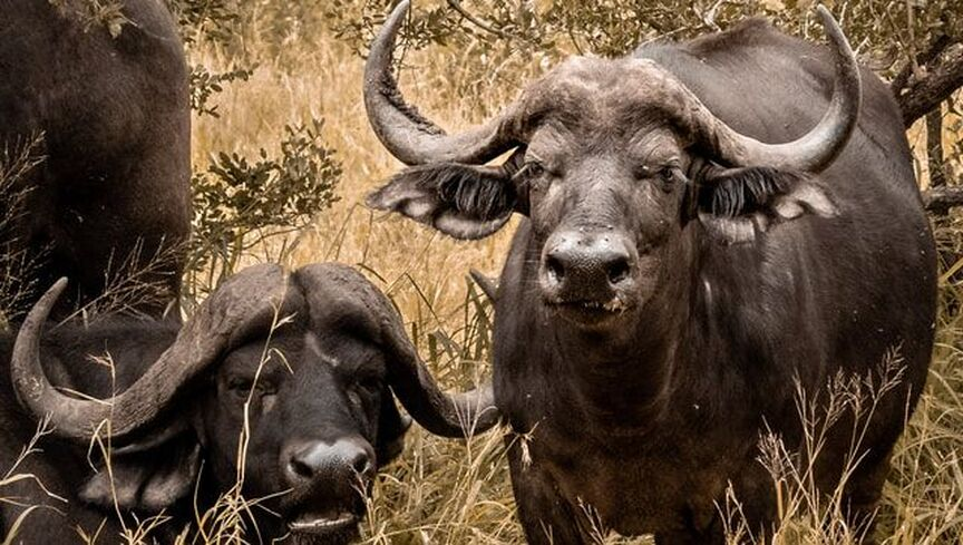 Huy động GPS, vệ tinh và AI để theo dõi 1.000 con trâu con bò