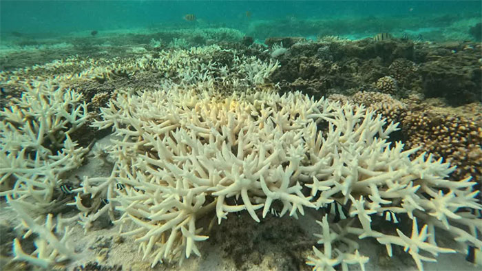 Các rạn san hô toàn cầu đang bị đe dọa chưa từng có