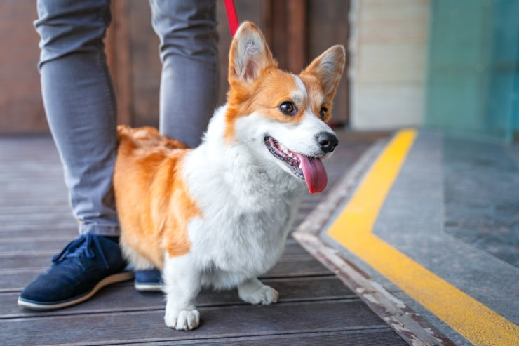 Hàn Quốc áp dụng hình thức phạt tiền cho người nuôi chó mà không đăng ký