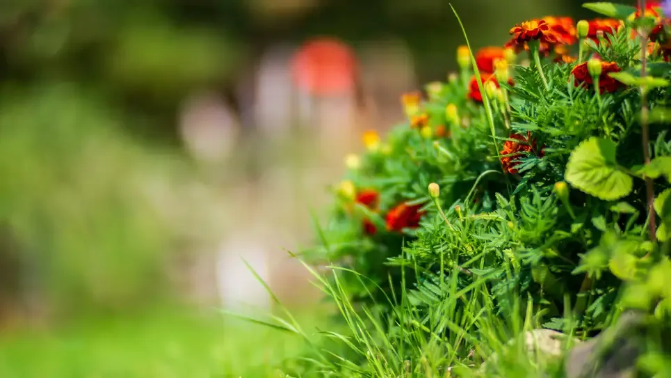 thumbnail - Cách diệt cỏ dại hữu hiệu mà không làm chết hoa