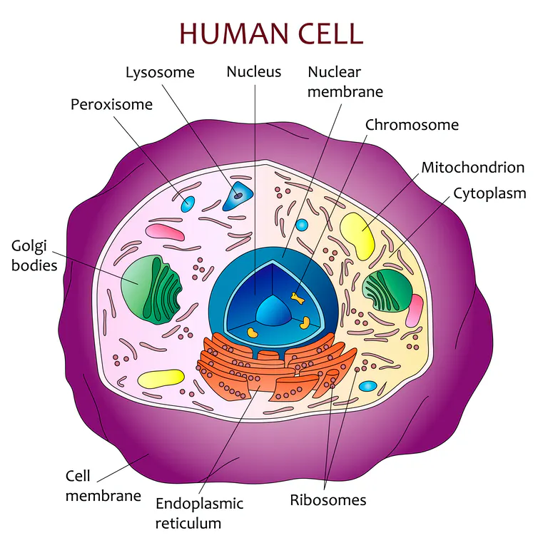 DNA liên quan như thế nào đến tính cách và ngoại hình của chúng ta?