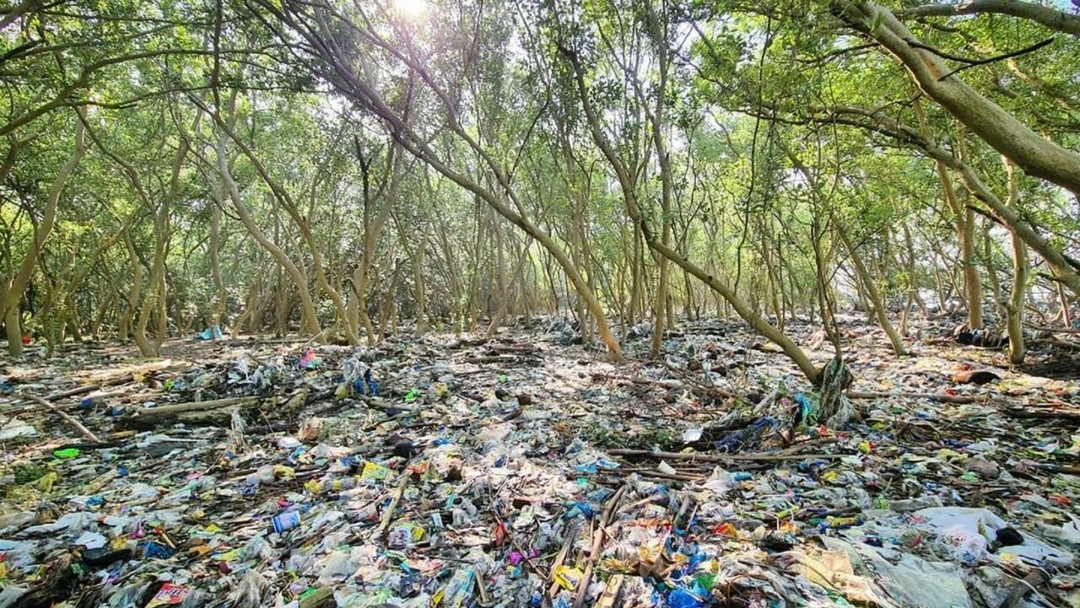 Rừng ngập mặn bị bức tử bởi rác thải nhựa