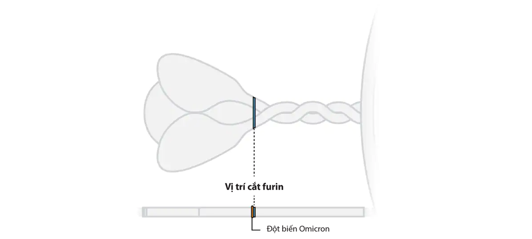 Giải mã đột biến của Omicron