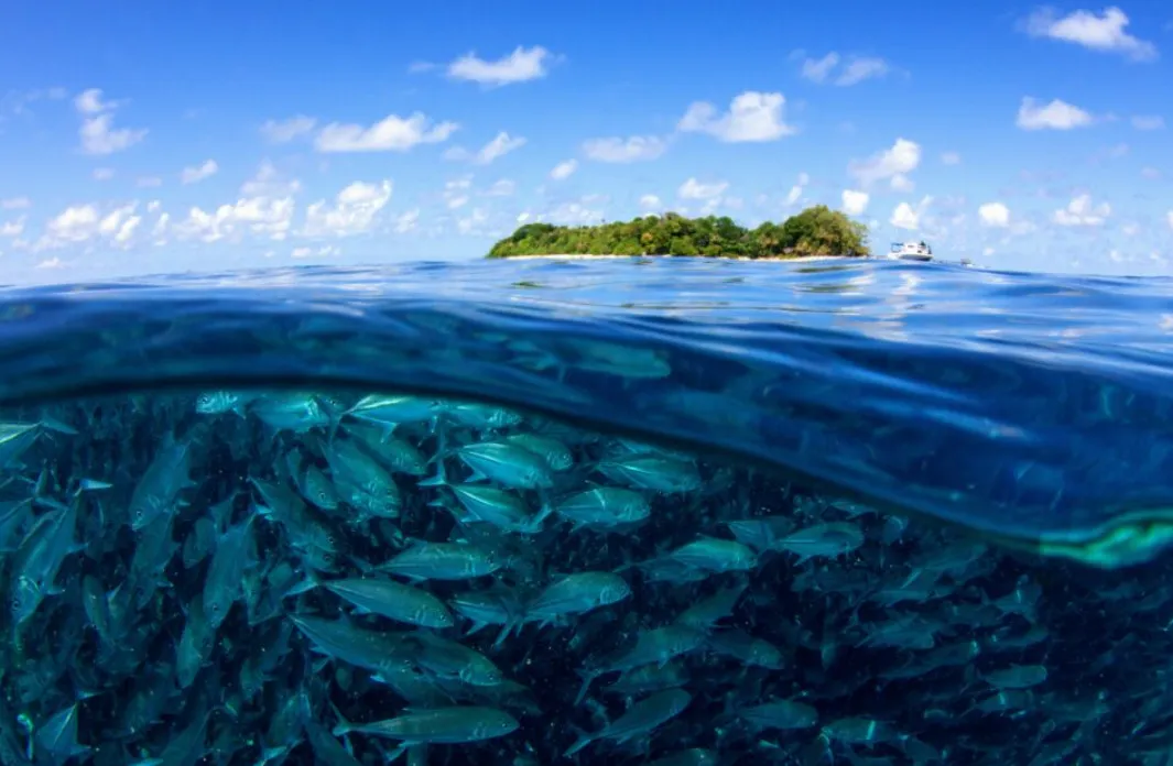 Báo động: Đại dương đang có nguy cơ bị “nghẹt thở” vì thiếu oxy