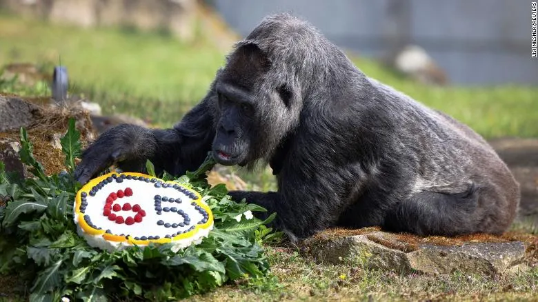 Khỉ đột già: Những chú khỉ đột già cũng có niềm vui và niềm đam mê riêng của chúng. Họ nhanh nhẹn và thông minh hơn bao giờ hết. Xem bức ảnh này để tìm hiểu thêm về các giai thoại của những người khổng lồ này!