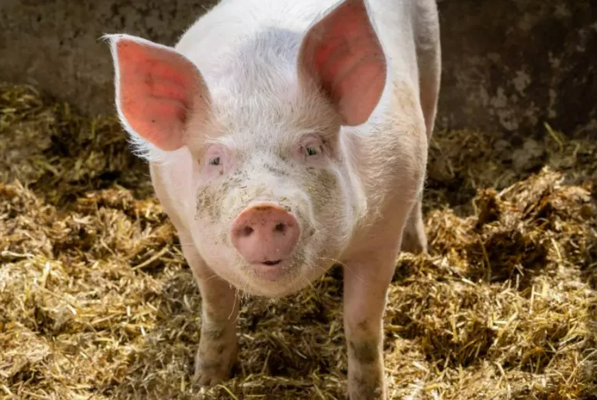 Lợn hiến tạng trong ca cấy ghép tim người đầu tiên chứa virus nhiễm bệnh