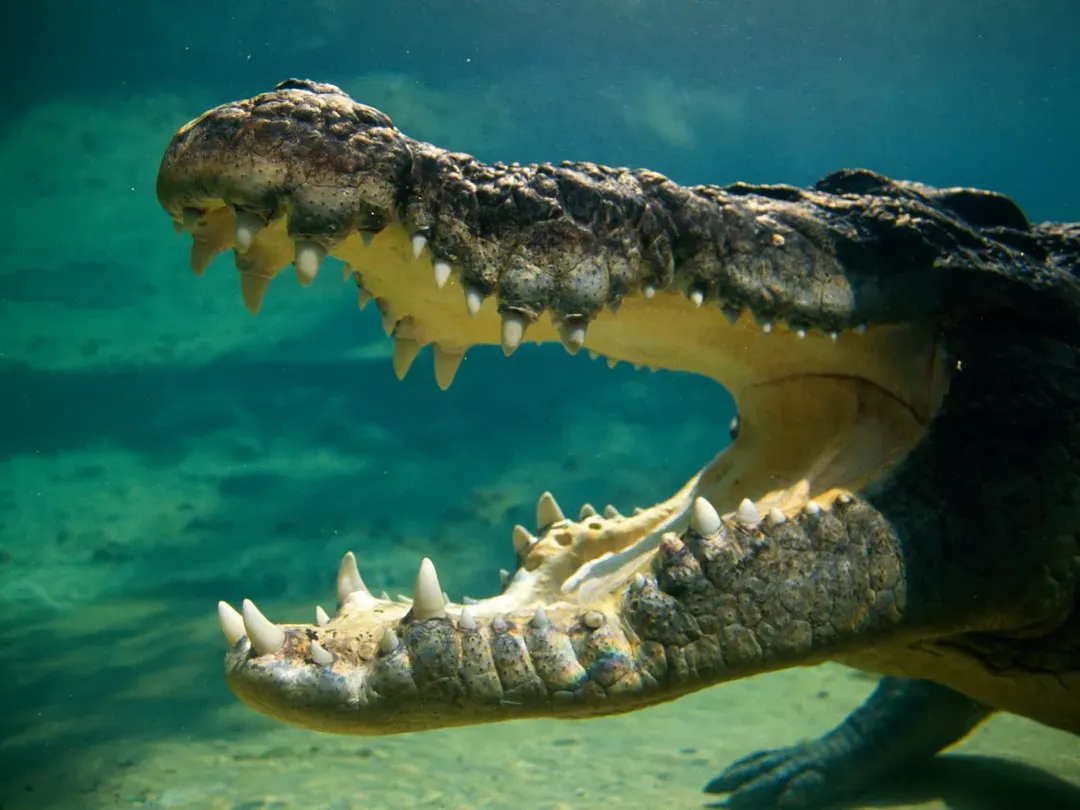 thumbnail - Cá sấu nước mặn Australia tăng dân số khủng khiếp nhờ nguồn thức ăn không ai ngờ tới