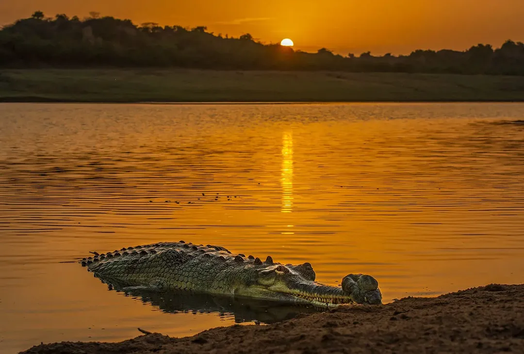 thumbnail - Cùng xem ảnh cá sấu bố cõng 100 cá sấu con trên lưng