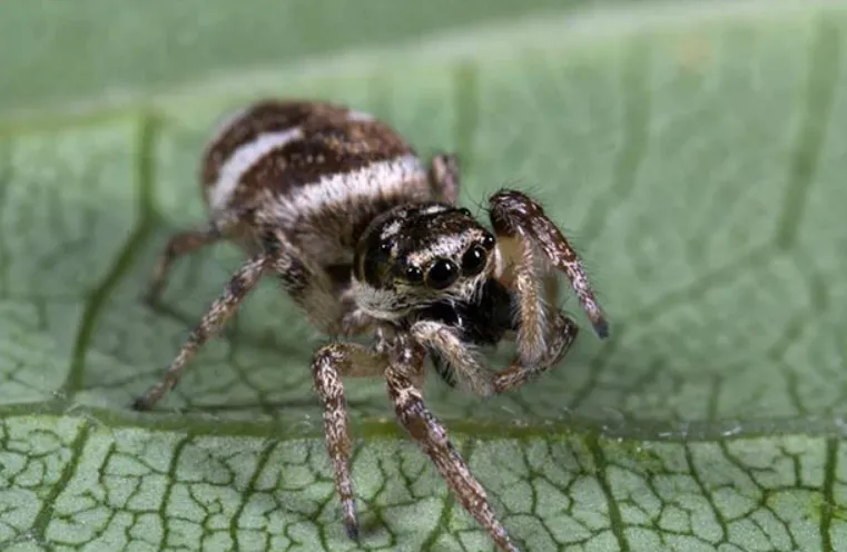 10 loài nhện đẹp và độc nhất hành tinh