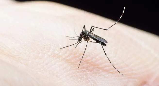 Ngạc nhiên chưa: Muỗi là loài động vật gây ra nhiều cái chết nhất trên Trái đất