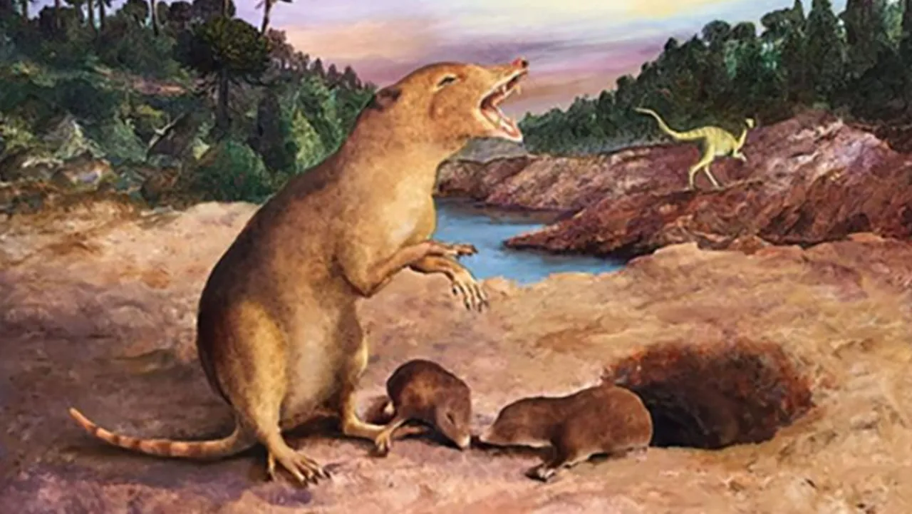 Động vật có vú cổ xưa nhất nhìn giống chuột chù, sống cách đây 225 triệu năm