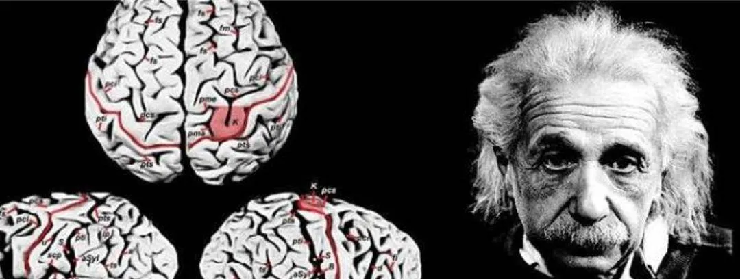 Einstein đã nói 2 từ trước khi chết, nhưng y tá không hiểu, và não của ông bị cắt thành 240 mảnh sau khi chết. Hai từ đó là gì?