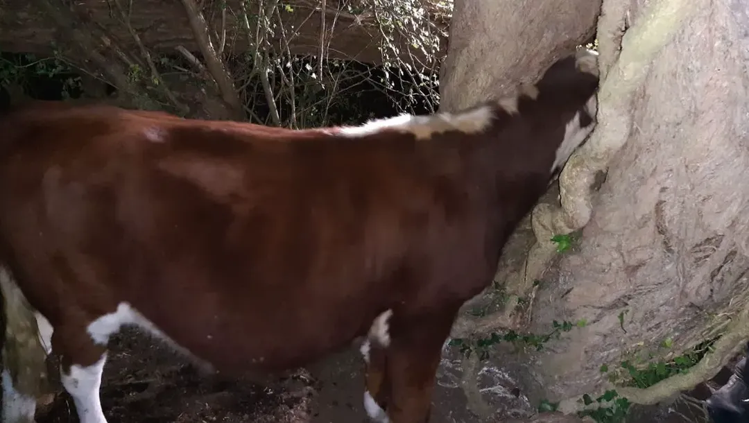 Tự "chui đầu vào rọ", chú bò bị mắc kẹt mất 3 tiếng để giải cứu khỏi thân cây