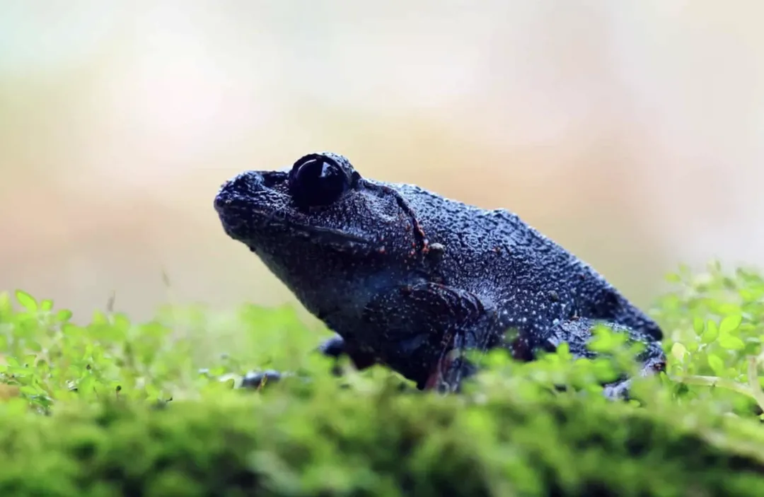 Loài ếch đen Chernobyl là minh chứng cho khả năng thích nghi phi thường của động vật với môi trường phóng xạ