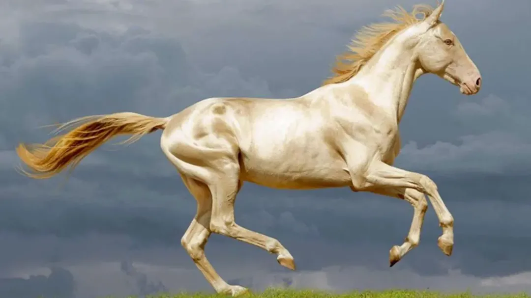 Giống ngựa đẹp nhất hành tinh "Hãn Huyết Mã"