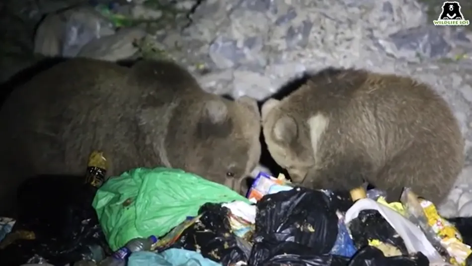 Gấu nâu đang cực kì nguy cấp, phải bới rác kiếm ăn, ăn luôn cả túi nhựa, giấy gói,...