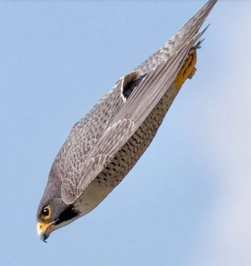 Loài chim nào bay nhanh nhất thế giới? Kỷ lục về tốc độ là bao nhiêu?