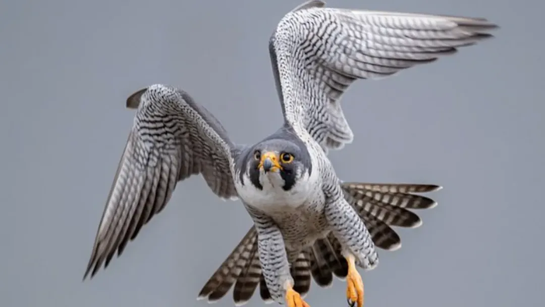 thumbnail - Loài chim nào bay nhanh nhất thế giới? Kỷ lục về tốc độ là bao nhiêu?