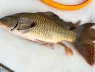 Đây có phải cá chép rồng?