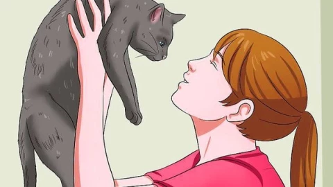 Liệu mèo có thực sự hiểu được tiếng người không? Cùng xem lời giải thích khoa học