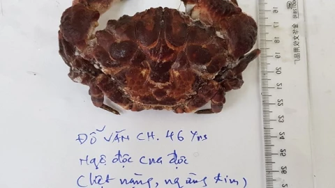 Ăn phải cua độc, một ngư dân bị ngừng tim nguy kịch