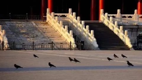 Quạ rất thích tụ tập ở Tử Cấm Thành. Khoa học hiện đại giải thích tại sao