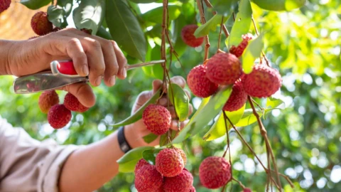 5 cách để ăn quả vải không bị nóng