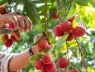 5 cách để ăn quả vải không bị nóng