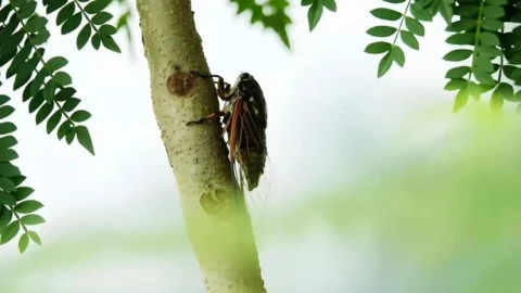Khủng hoảng sinh thái hay sao? Côn trùng dần biến mất cả ở nông thôn lẫn thành thị