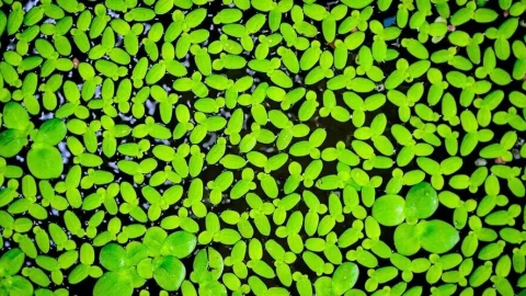 Bèo tấm: Từ thức ăn cho lợn gà đến "siêu thực phẩm" trên bàn ăn châu Âu