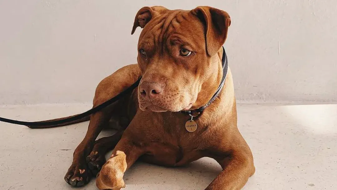 Mất mạng vì bị 3 con Pit Bull tấn công, cắn nát 2 chân