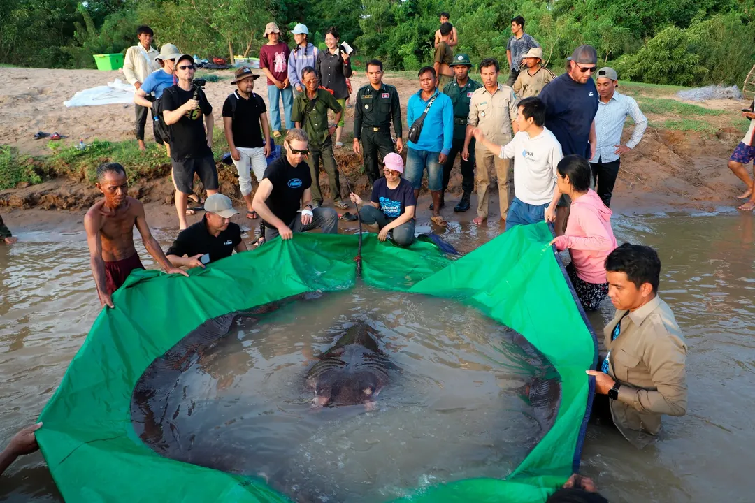 Campuchia thả cụ bà cá đuối 300kg trở lại sông Mê Công