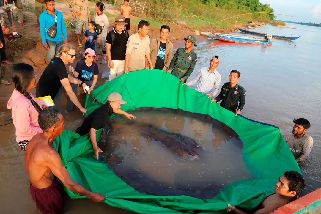 Campuchia thả cụ bà cá đuối 300kg trở lại sông Mê Công