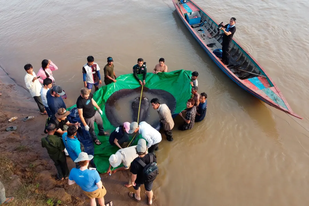 Campuchia thả cụ bà cá đuối 300kg trở lại sông Mê Công