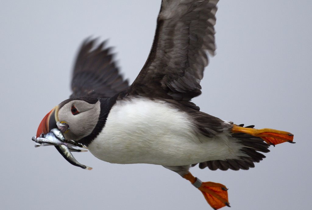 Nhiều loài chim biển đứng trước nguy cơ tuyệt chủng vì biến đổi khí hậu
